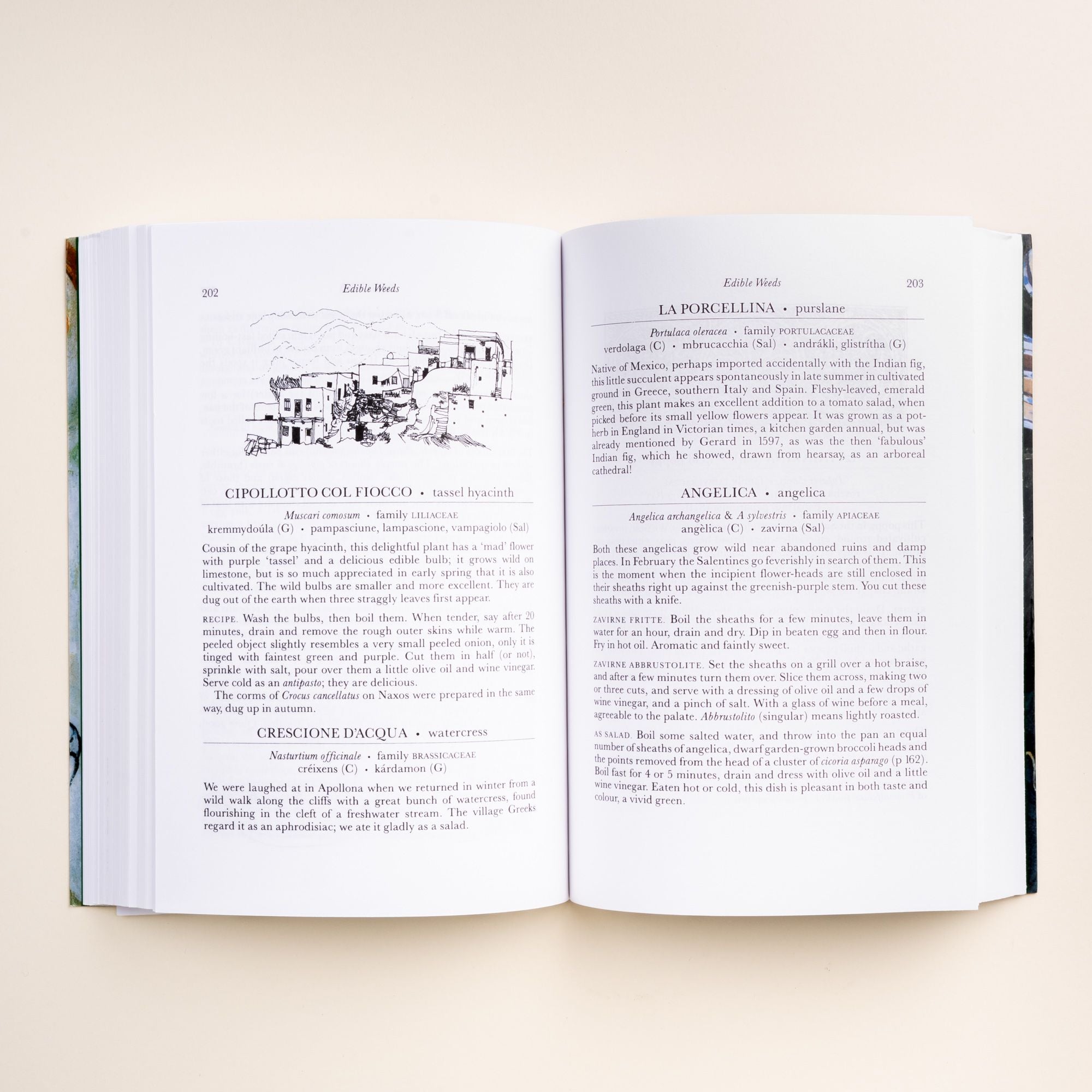 Open book with text on tassel hyacinth, watercress, purslane, and angelica, with a small line drawing of buildings.