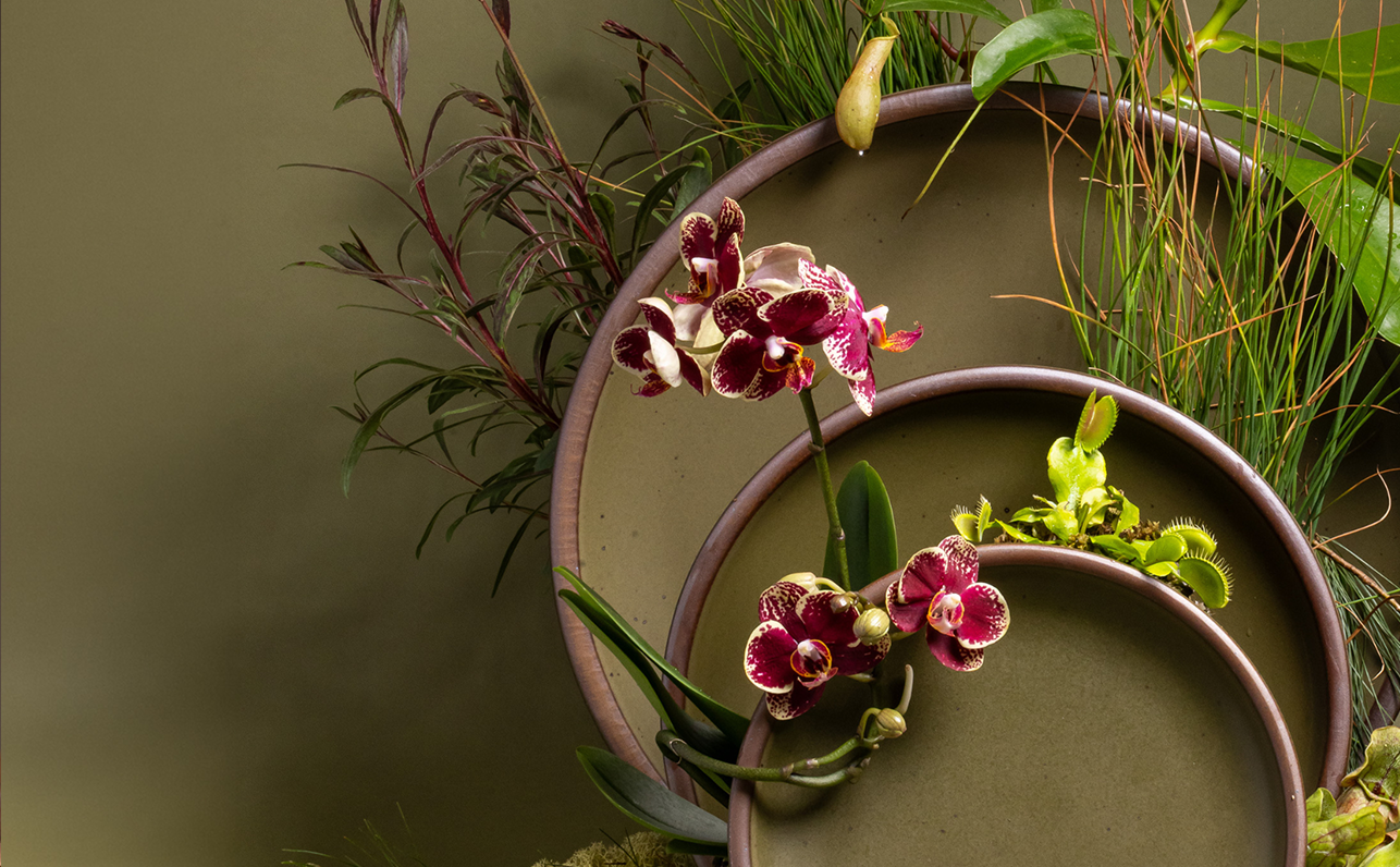 Stoneware olive plates arranged with orchids, carnivorous plants, and greenery against an olive backdrop.