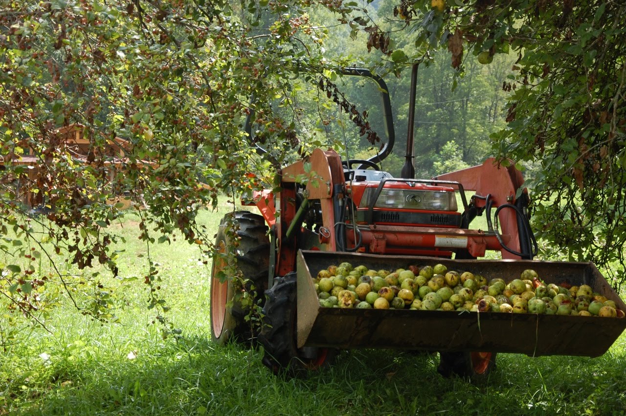 An orange tractor with a front loader bucket filled with green apples, parked in a grassy orchard under leafy trees.